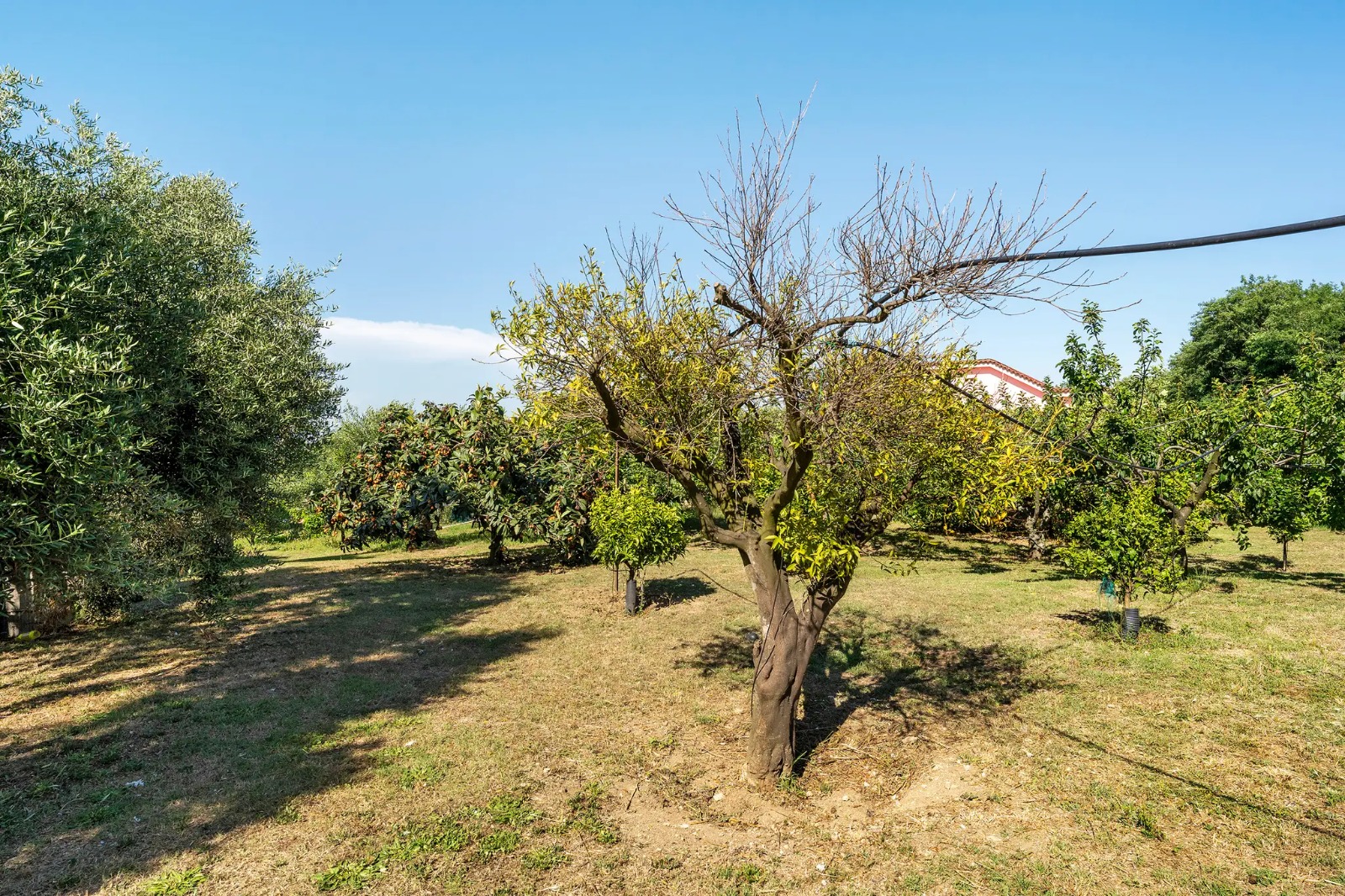 Suite Ermosa - Frutteto e agrumeto